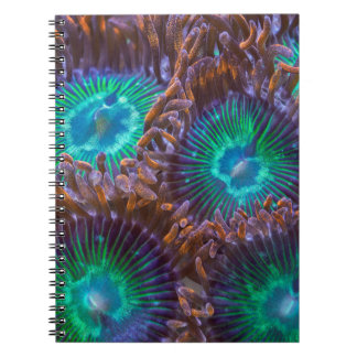 Zoanthid pattern notebook