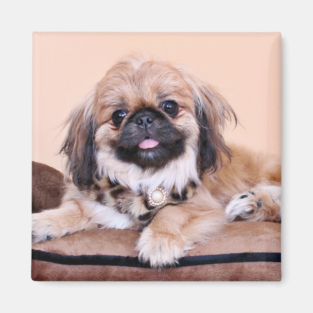 Zoe - Pekingese Magnet (Front)