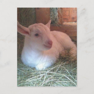 Zoe's Doelings Postcard