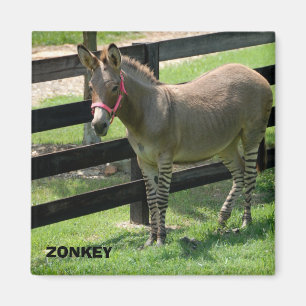 Zonkey name for part donkey and zebra magnet