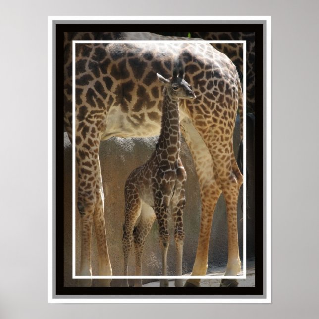 Zoo Baby 1 Poster (Front)