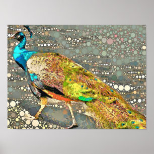 Zoo Peacock Poster