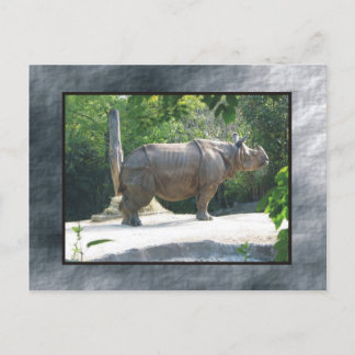 zoo rino postcard
