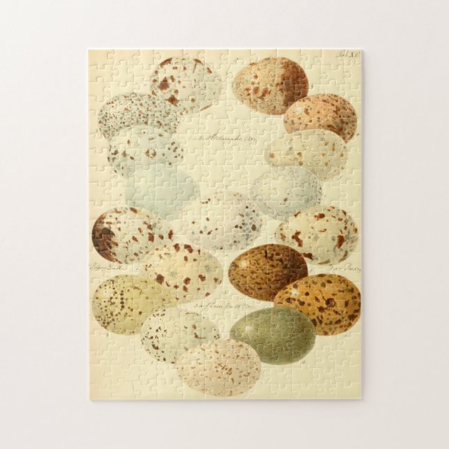 Zoological Sketch Vintage Avian Eggs Jigsaw Puzzle (Vertical)