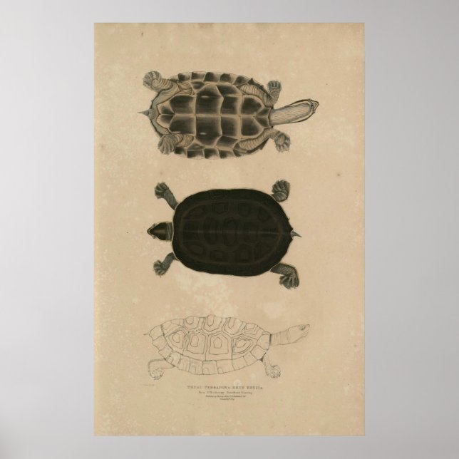 zoology of India 1932 thuji terrapin Poster (Front)