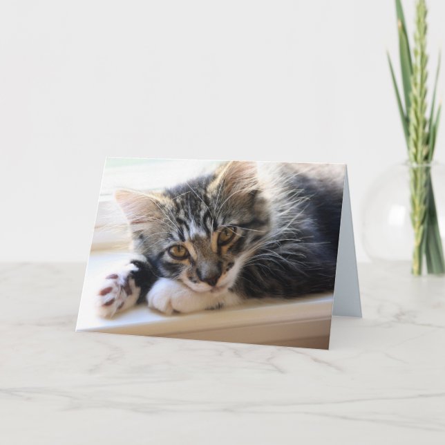 Zorro By The Window Anniversary Card (Front)