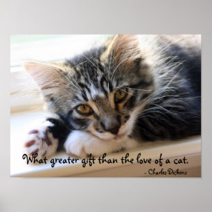 Zorro Kitten By The Window Poster