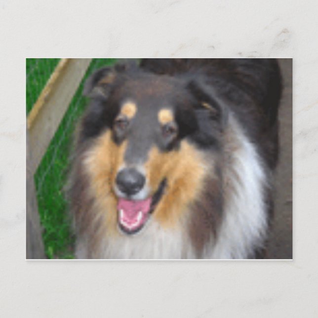 zorro postcard (Front)