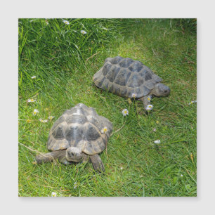 Zwei Schildkröten in grünem Gras