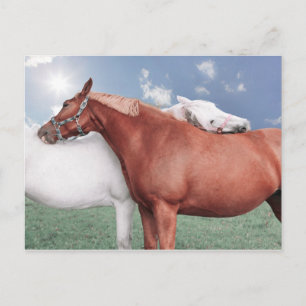 zwei verliebte Pferde Postcard