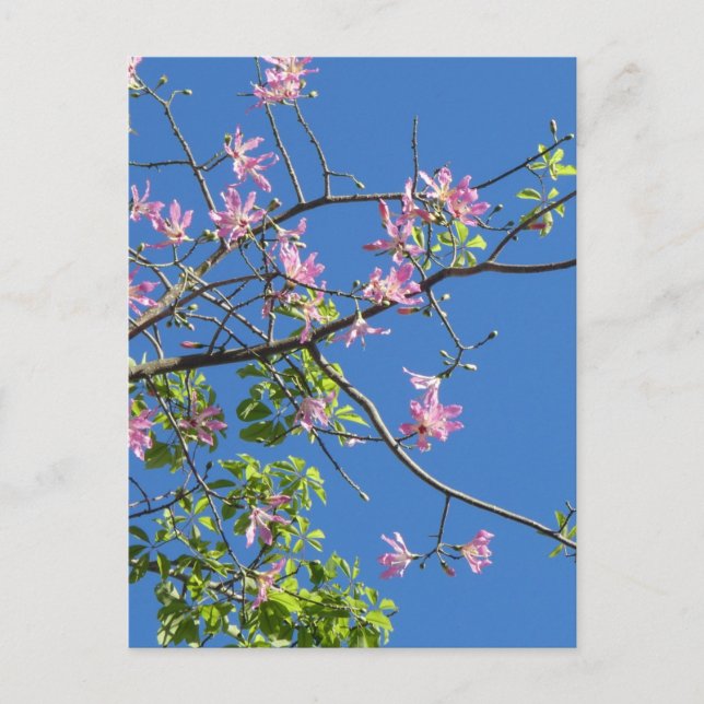 Zweig mit Blumen Postcard (Front)