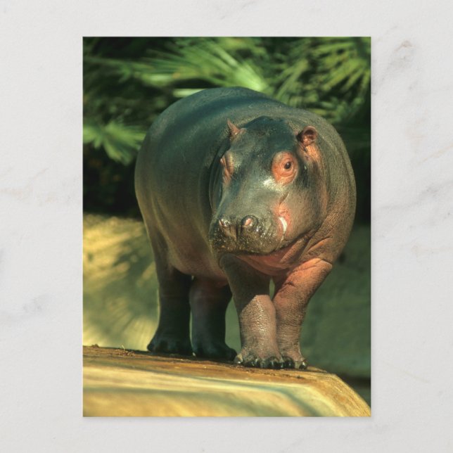 Zwergflusspferd (Choeropsis liberiensis) Postcard (Front)