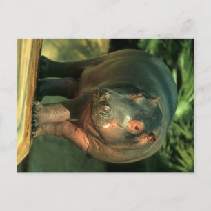 Zwergflusspferd (Choeropsis liberiensis) Postcard