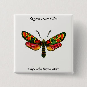 Zygaena carniolica - The Crepuscular Burnet Moth 2 Inch Square Button