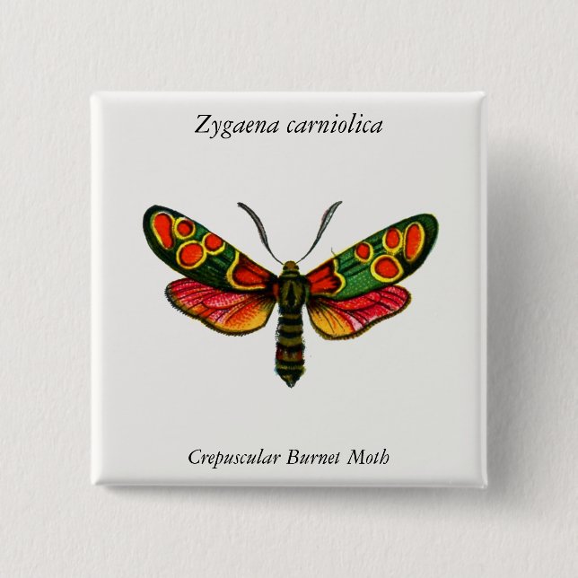 Zygaena carniolica - The Crepuscular Burnet Moth 2 Inch Square Button (Front)