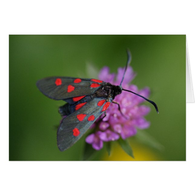 Zygaena ephialtes (Front Horizontal)