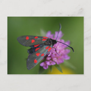 Zygaena ephialtes postcard
