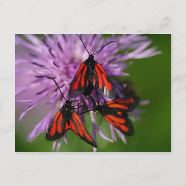 Zygaena purpuralis postcard (Front)