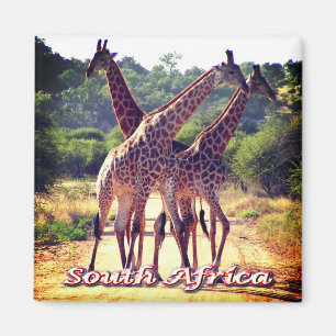 zZA011 SOUTH AFRICA, Giraffes, Fridge Magnet