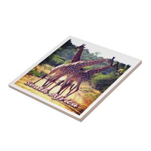 zZA011 SOUTH AFRICA, Giraffes, Tile